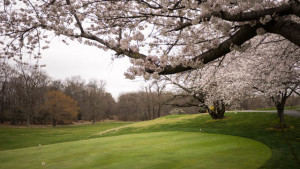 These trees are just a few feet off the putting green. They really look good when in bloom...